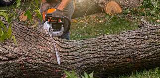 Reliable Sunset, UT Tree Removal Services Solutions